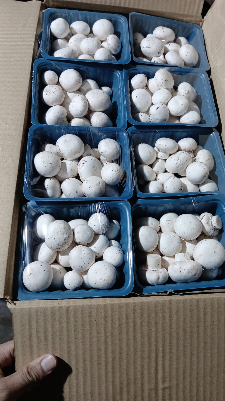 WhatsApp Image 2025-12-17 at 11.29.38_f5572183